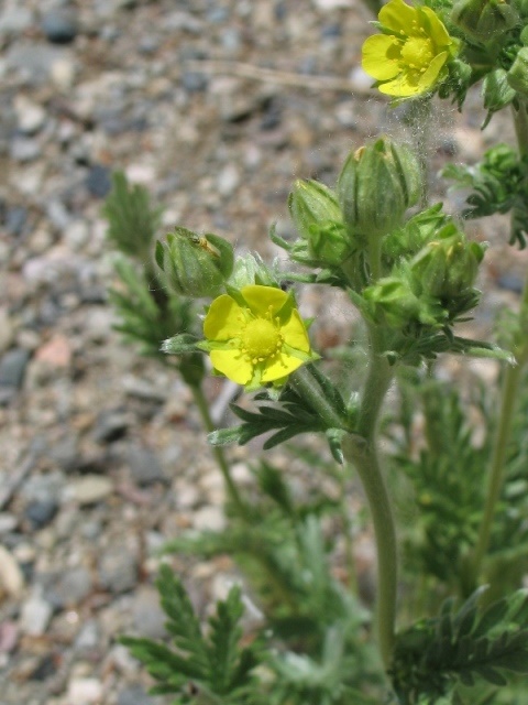 Cinquefoils : Potentilla